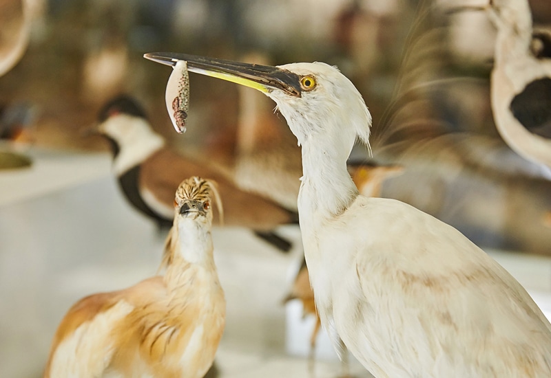 arche-noah-museum natursammlung